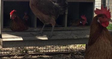 Estos son los beneficios de los huevos de gallina utrerana, una raza andaluza única