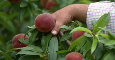 La fruta de hueso vuelve a crecer tras 15 años perdiendo superficie