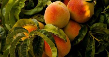 La campaña de fruta de hueso temprana acaba en la Vega del Guadalquivir y en Huelva con buenos resultados