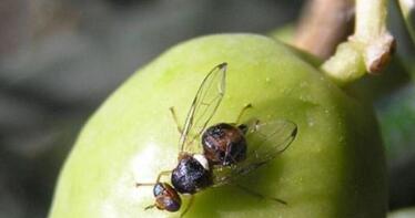 La mosca del olivo aprovecha el descenso de las temperaturas para expandirse por Andalucía