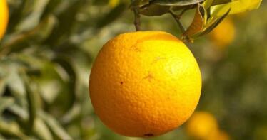 Llegó el momento de los ácaros: así están afectando a los cítricos en la provincia de Huelva