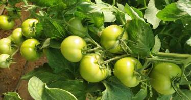 El Ministerio confirma que no revisará el acuerdo con Marruecos ante la indignación del sector