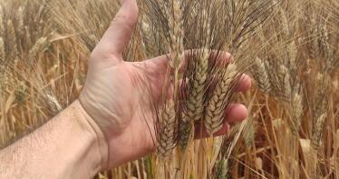 Cosechas altas y una geopolítica «impredecible» marcarán los precios de los cereales