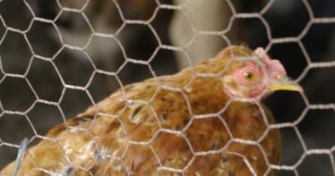 Los casos de gripe aviar en Andalucía alcanzan ya la veintena