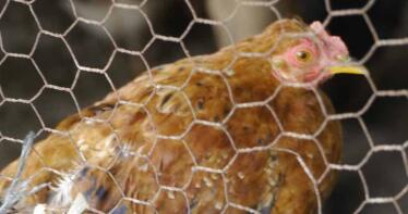 Los productores de huevos se ponen en marcha para encarar la cría sin jaulas que propone la UE