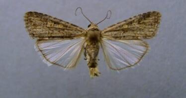 Autorización excepcional de fitosanitarios contra el gusano soldado en el pimiento de invernadero