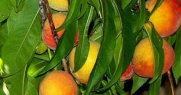 «Descenso récord» del melocotón y la nectarina en la UE: la producción disminuirá un 20% en esta campaña