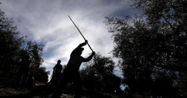 Las salidas de aceite de oliva en julio marcan récord de la última década