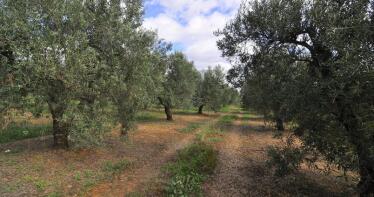 La UE refuerza su cooperación con Marruecos: más agricultura ecológica que competirá con Andalucía