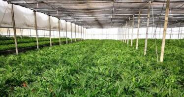 Las bacterias que atacan plantas cooperan como enjambres para eludir sus defensas