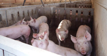 El sector del porcino celebra el acuerdo de regionalización sanitaria entre España y China