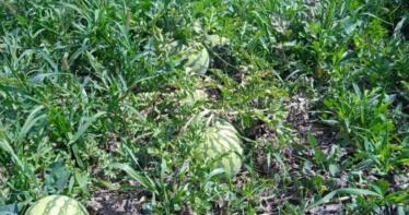 La sandía, una experiencia laboral para muchos jóvenes