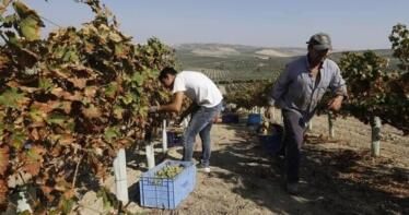 El mildiu y el calor se ceban con la vendimia en el marco Montilla-Moriles: las pérdidas serán de entre 15 y 20 millones