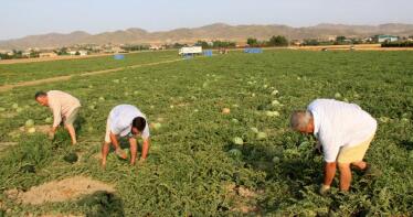 Las estrictas normas fitosanitarias que diferencian a la fruta andaluza de la marroquí