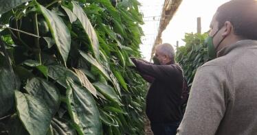 ¿Cuánto cuesta asegurar una hectárea de pimiento frente a las heladas y la virosis?