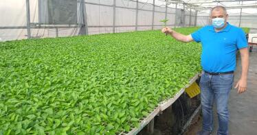 Más pimiento, menos tomate: así será la próxima campaña almeriense