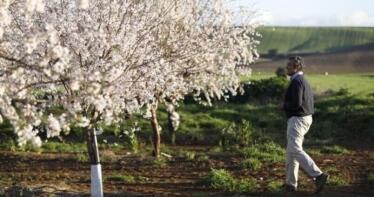 Asaja Granada pide un plan de reestructuración para el almendro