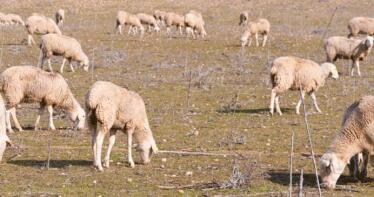 Reclaman que se activen ayudas «urgentes» por los nuevos brotes de lengua azul
