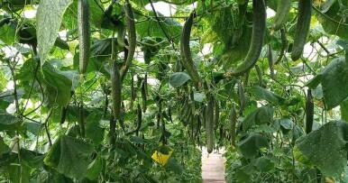 Exigen ayudas para incentivar el uso de rafia biodegradable en los invernaderos andaluces