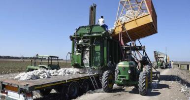 Sevilla comienza a recoger el algodón, cuya producción mermará la falta de agua