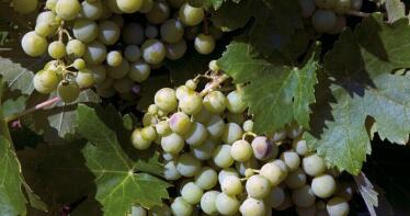 La de 2025 se consolida como la segunda peor vendimia del siglo en España