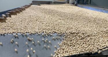 «Embajadoras del Garbanzo de Escacena», una iniciativa que destaca el papel de la mujer en el día a día del cultivo