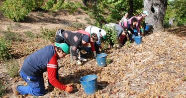 El sector de la castaña onubense reclama medidas de apoyo «urgentes» a la Junta