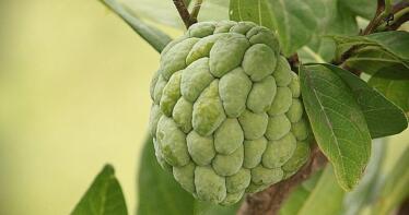 Trucos para escoger (y comer) la fruta de otoño en su punto: aguacate, chirimoya, mango, caqui…