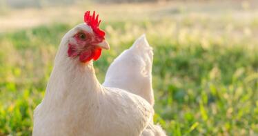 El sector avícola, en estado «crítico», podría perder 300 millones por el aumento de los costes de producción