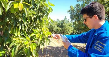 El futuro del aguacate a nivel mundial llevará sello andaluz