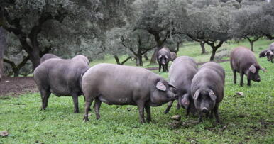 Nacido bajo un buen signo