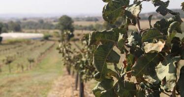 Investigadores andaluces, tras la principal enfermedad del pistachero en España