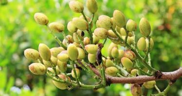 Investigadores cordobeses se lanzan a la búsqueda de nuevas variedades de pistacho