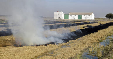 La quema de rastrojos y el fangueo del arrozal completan una campaña marcada por la escasez de agua