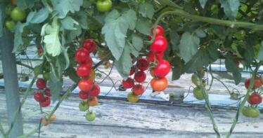 La exportación de tomate marroquí a la UE sigue lastrando al producto español