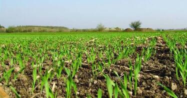No cometas errores al sembrar los cereales de invierno: las recomendaciones que debes recordar