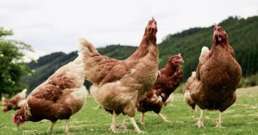 Planas asegura que el brote de gripe aviar está «controlado» y «no debe suscitar alarma»