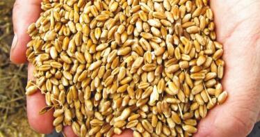 Advierten de un posible desabastecimiento de cereal en España a partir de marzo