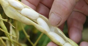 A España le hacen falta más legumbres: así es el proyecto que pretende aumentar su producción