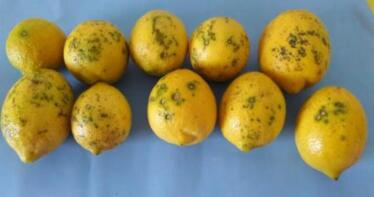 Estas son las propuestas del sector citrícola para acabar con el «coladero» de limones sudafricanos