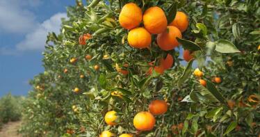 Riesgo alto de alternaria para los cítricos onubenses