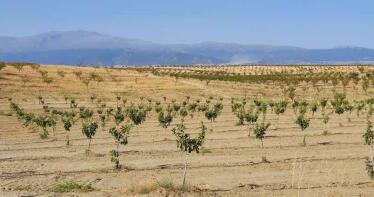 Expo AgriTech 2024 estudiará los últimos avances genéticos en frutos secos