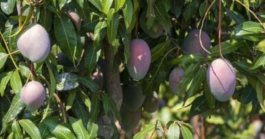 Andalucía lidera el cultivo del aguacate a base de nuevas tecnologías e innovación