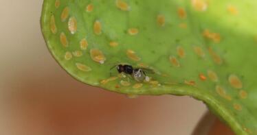 Actualizada la normativa para el control y erradicación de plagas en cítricos