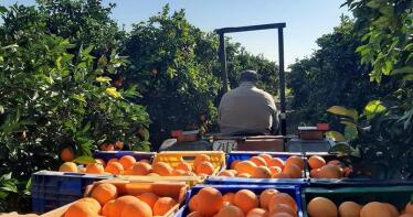 Guerra abierta en el sector de los cítricos: Intercitrus vuelve a chocar con Andalucía