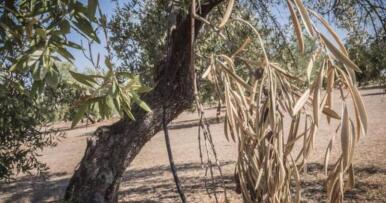 Esperanza contra la Xylella: un hongo del olivo descubierto en Andalucía podría frenar la enfermedad