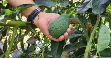 La «revolución verde» que está cambiando el campo onubense