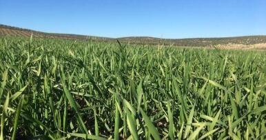 Comienza la recolección de cereales en Córdoba con producciones similares al año pasado