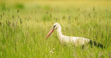 Detectadas cinco aves silvestres con gripe aviar en Cataluña