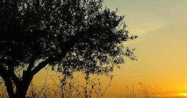 De Prado: rey del olivar y el almendro tras comprar las 9.000 hectáreas de Atitlán